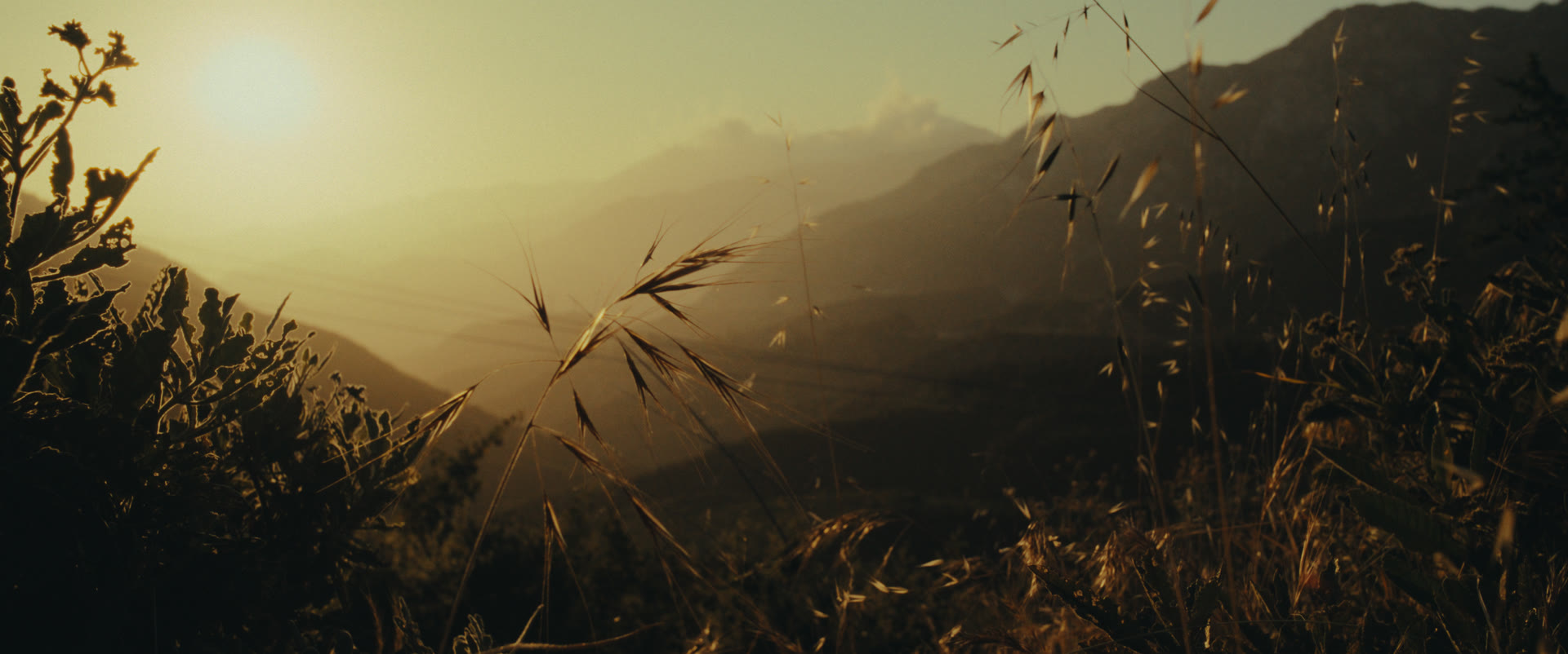 Backlit wild grass on a mountainside at sunset — still from Memories